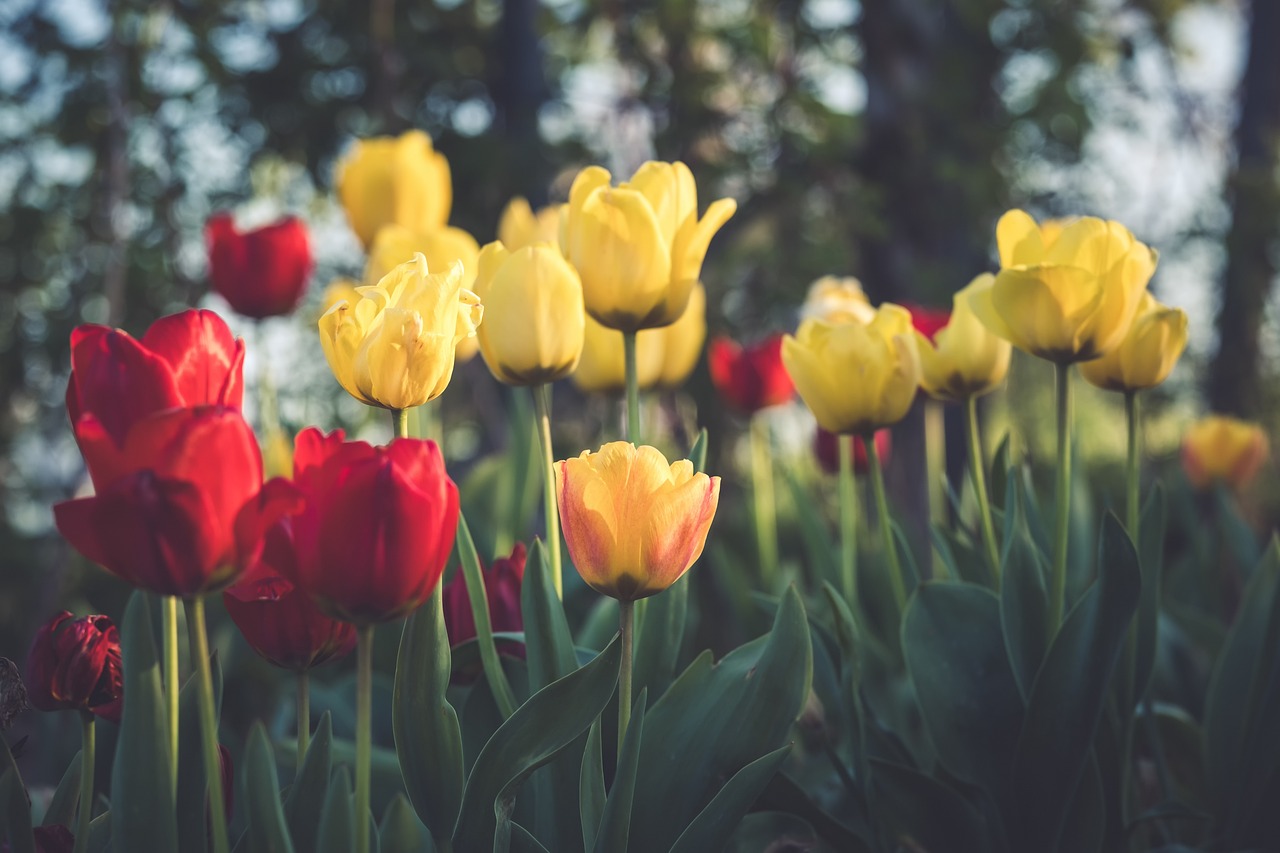 Best Plants for a Wet and Humid Climate Garden